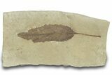 Detailed Fossil Leaf (Populus) - Green River Formation, Utah #323393-1